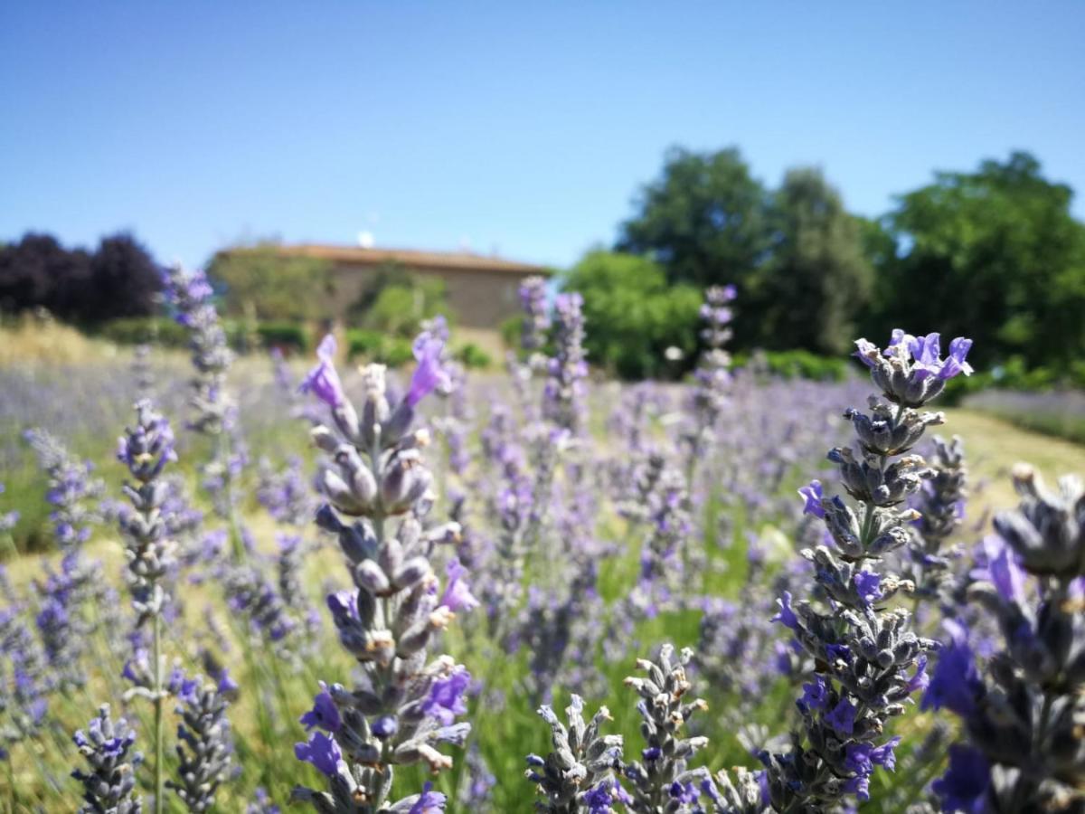 Appartamento CAMPAGNA - GIARDINO 10 min da Siena Malignano Esterno foto