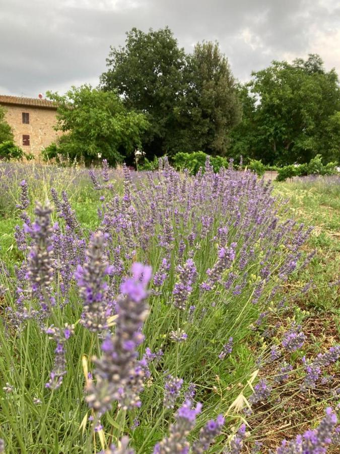 Appartamento CAMPAGNA - GIARDINO 10 min da Siena Malignano Esterno foto
