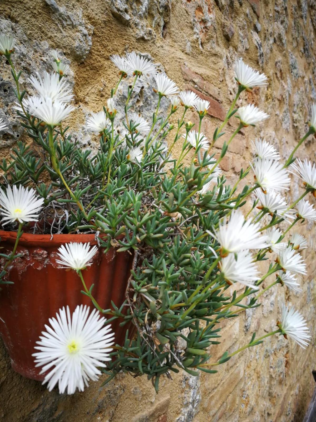 Appartamento CAMPAGNA - GIARDINO 10 min da Siena Malignano Esterno foto