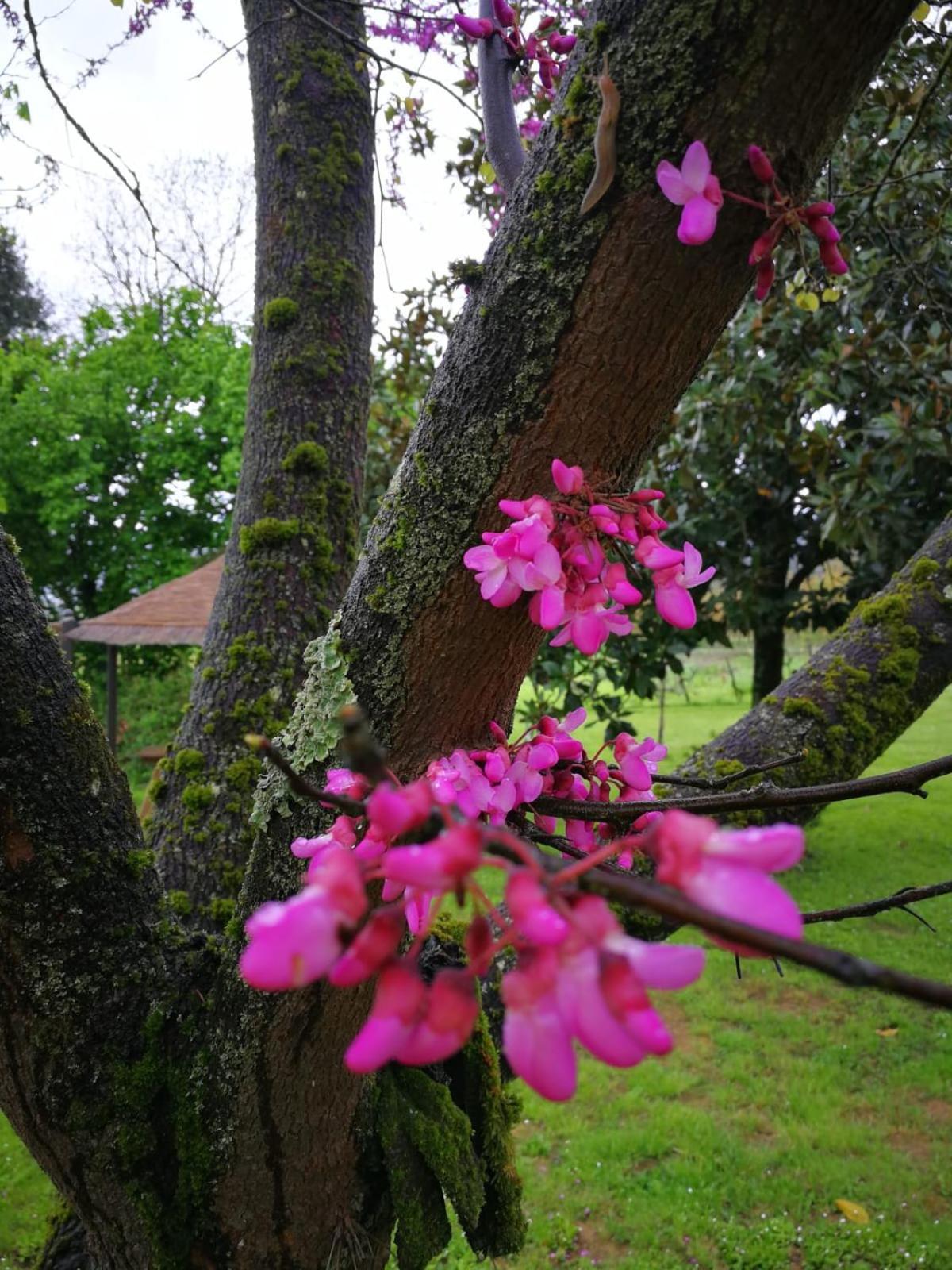 Appartamento CAMPAGNA - GIARDINO 10 min da Siena Malignano Esterno foto