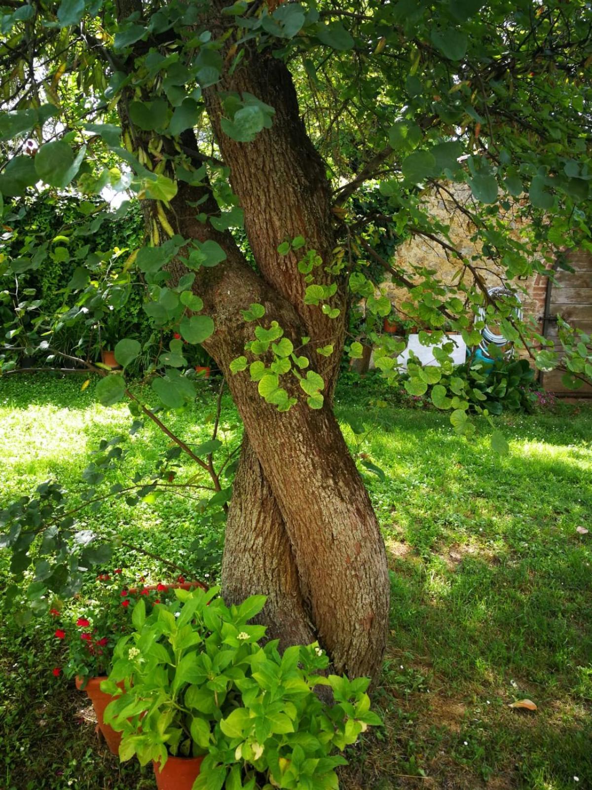 Appartamento CAMPAGNA - GIARDINO 10 min da Siena Malignano Esterno foto